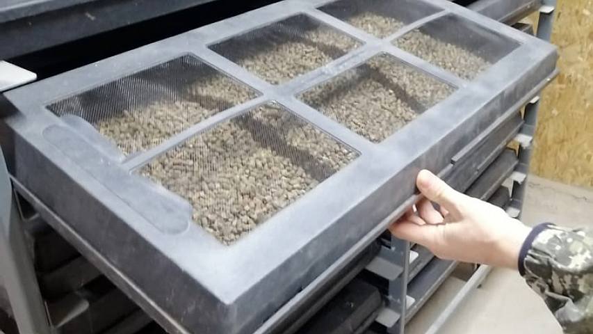 bienen_1.jpg